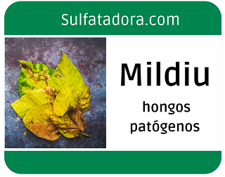 Mildiu