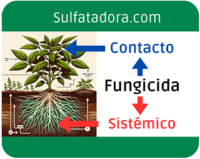 Fungicida de Contacto o Fungicida Sistémico: ¿Cuál Elegir para tus Cultivos?